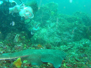 P4180026-kasuzame.JPG