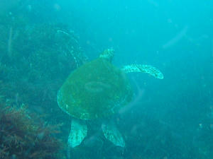 P4190007-aoumigame.JPG