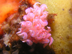 P4200017-hanabiramino.JPG