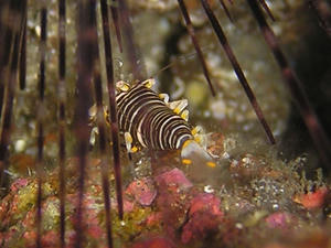 P4240019-yokosima.JPG