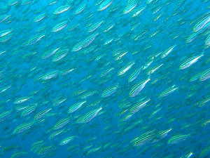 P4270002-isaki.JPG