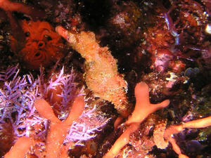 P4270008-hnaatatu.JPG