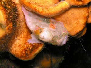 P5010038-beni.JPG
