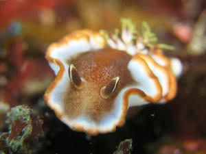 P5010053-kyarameru.JPG
