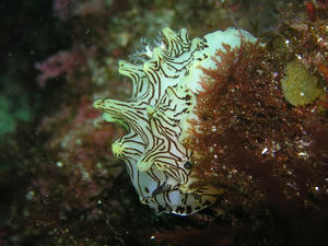 P5040012-intrnet.JPG