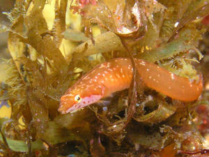 P5040017-ubauo.JPG