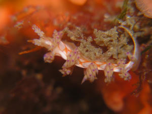 P5080049-aominoumiui-sp3.JPG