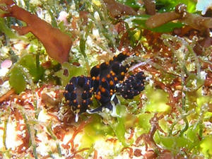 P5100017-arimo.JPG