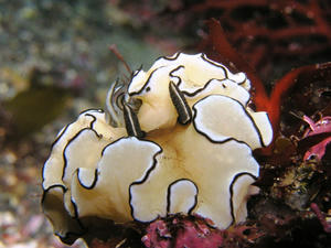 P5110014-kiiro.JPG