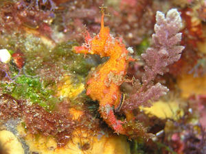 P5110025-hanatatsu.JPG
