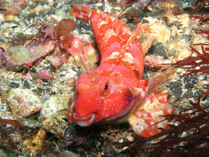 P5140015-akaobi.JPG