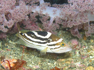 P5160031-iyagohata.JPG