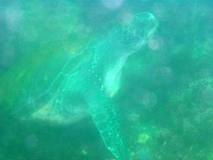 P5220003-kame.JPG