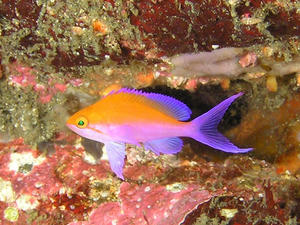 P5260030-futairo.JPG