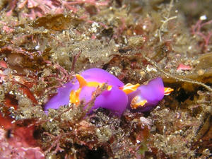 P5310010-murasakikocho.JPG