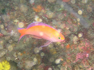 P5310012-kourin.JPG