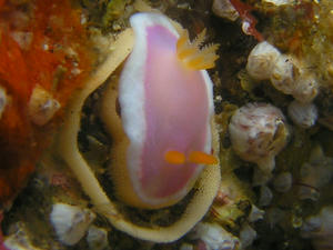 P6010006-rabendar.JPG