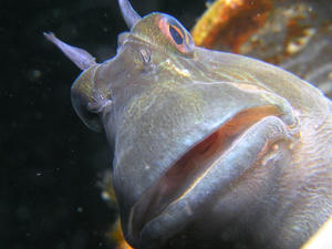 P6010061-kaeru.JPG
