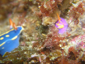 P6020025-murasaki.JPG
