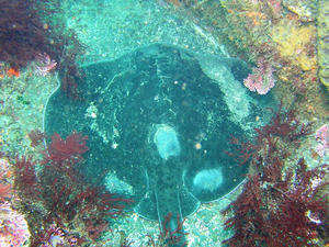 P6070013-madara.JPG