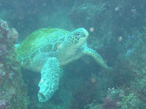P6070016-kame.JPG
