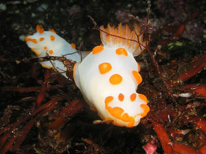 P6110023-kiibokinuhada.JPG