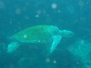 P6070018-kame.JPG