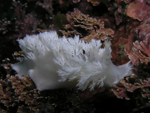 P6140004-sirohanagasa.JPG