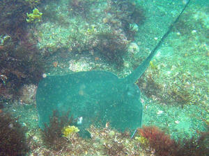 P6140005-izuhimeei.JPG