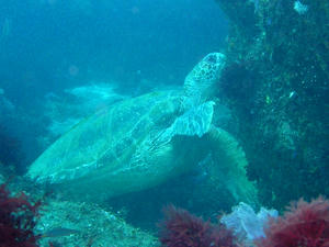 P6160017-kame.JPG
