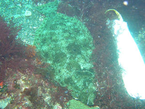 P6180019-hirame.JPG