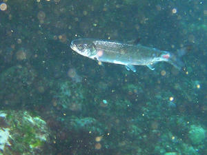 P6190004-sakuramasu.JPG