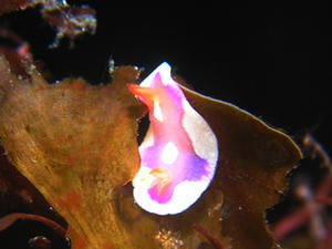 P6220019-kiberiakairo.JPG