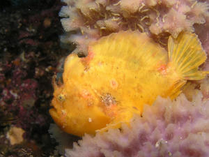 P6230023-beni.JPG
