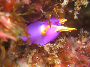 P6230018-murasaki.JPG