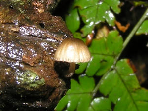 P6220011-kinoko1.JPG
