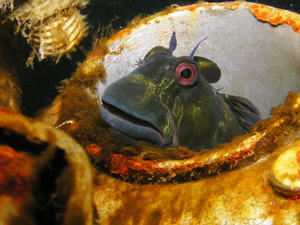 P6280008-kaeru.JPG