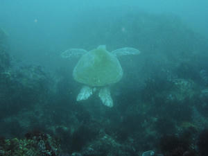 P6290014-kame.JPG