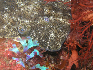 P7070003-hirame.JPG