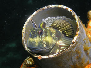 P7070008-kaeru.JPG