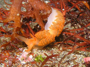 P7070012-nini.JPG