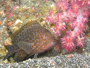 P7080003-oomonhata.JPG