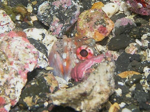 P7080010-jyo.JPG