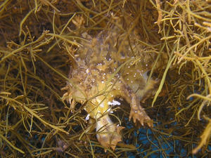 P7080015-hanaokoze.JPG