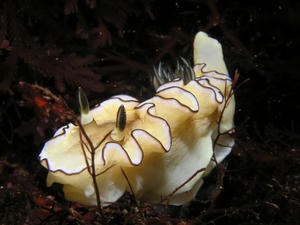 P7100003-kiiro.JPG