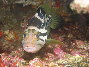 P7120002-iyagohata.JPG