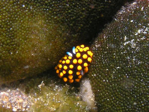 P7120029-tentou.JPG