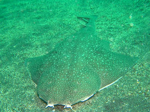 P7160004-kasuzame.JPG