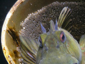 P7160019-kaeruuo.JPG