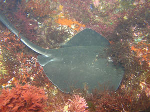 P7170003-izuhimeei.JPG